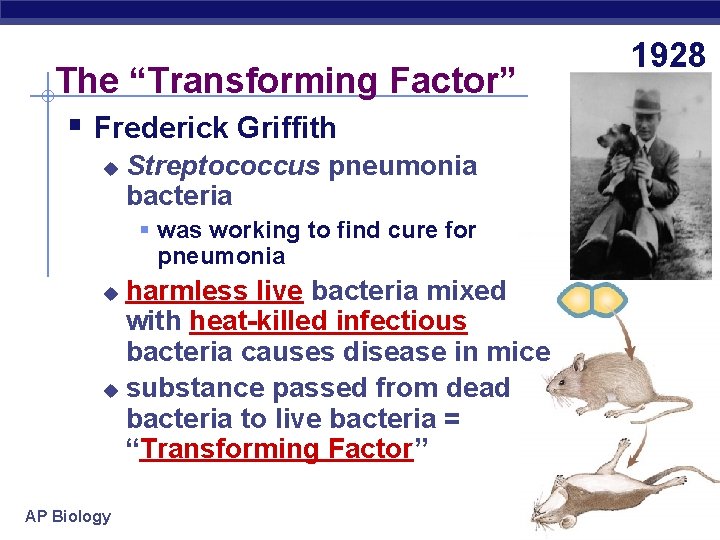 The “Transforming Factor” § Frederick Griffith u Streptococcus pneumonia bacteria § was working to