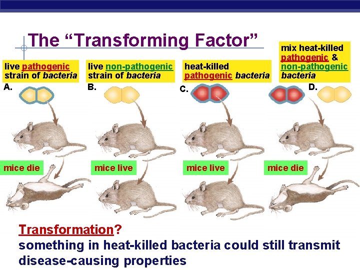 The “Transforming Factor” live pathogenic strain of bacteria A. mice die live non-pathogenic heat-killed