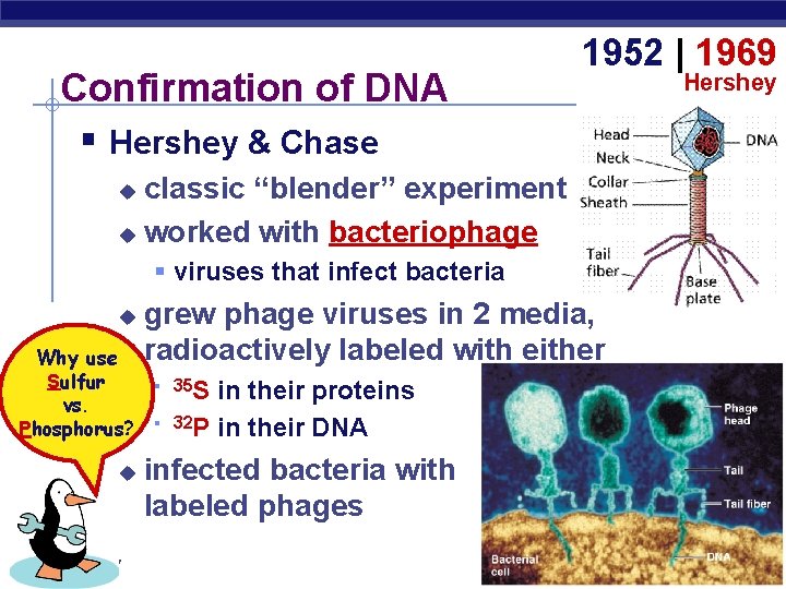 Confirmation of DNA § Hershey & Chase 1952 | 1969 classic “blender” experiment u