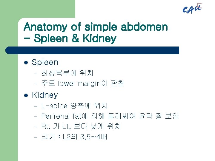 Anatomy of simple abdomen - Spleen & Kidney l Spleen – – l 좌상복부에