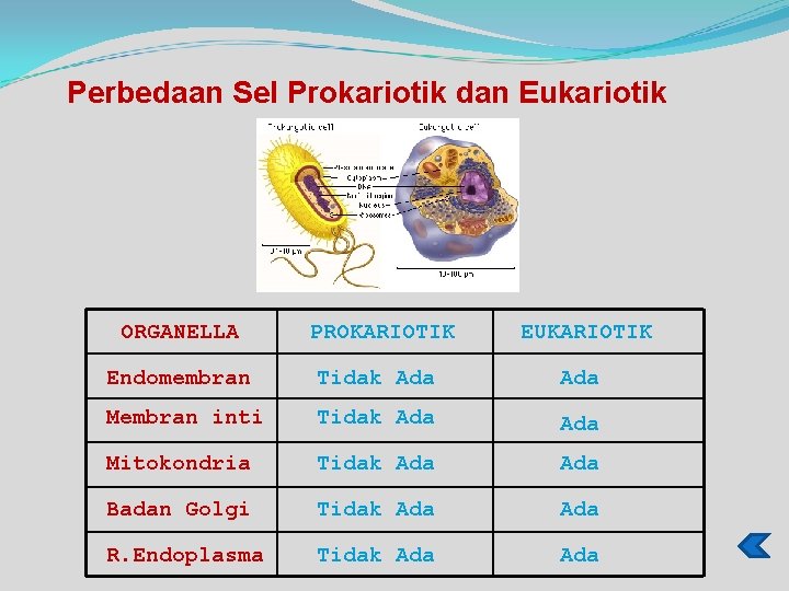 Perbedaan Sel Prokariotik dan Eukariotik ORGANELLA PROKARIOTIK EUKARIOTIK Endomembran Tidak Ada Membran inti Tidak
