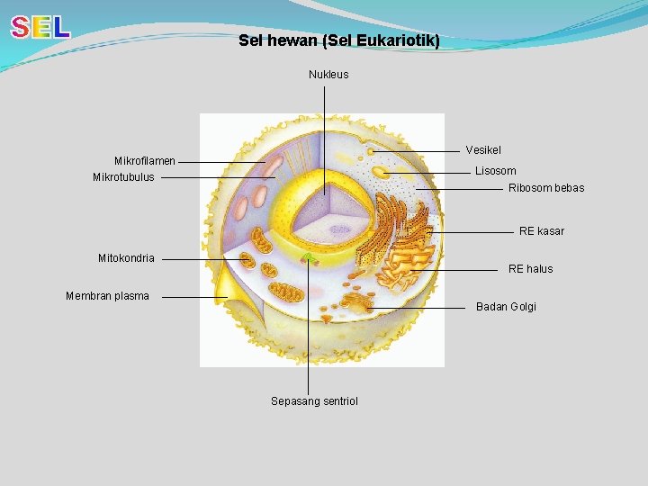 Sel hewan (Sel Eukariotik) Nukleus Vesikel Mikrofilamen Mikrotubulus Lisosom Ribosom bebas RE kasar Mitokondria
