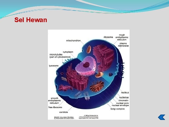 Sel Hewan 