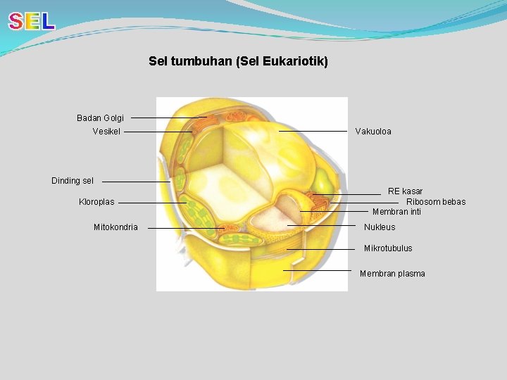 Sel tumbuhan (Sel Eukariotik) Badan Golgi Vesikel Vakuoloa Dinding sel Kloroplas Mitokondria RE kasar