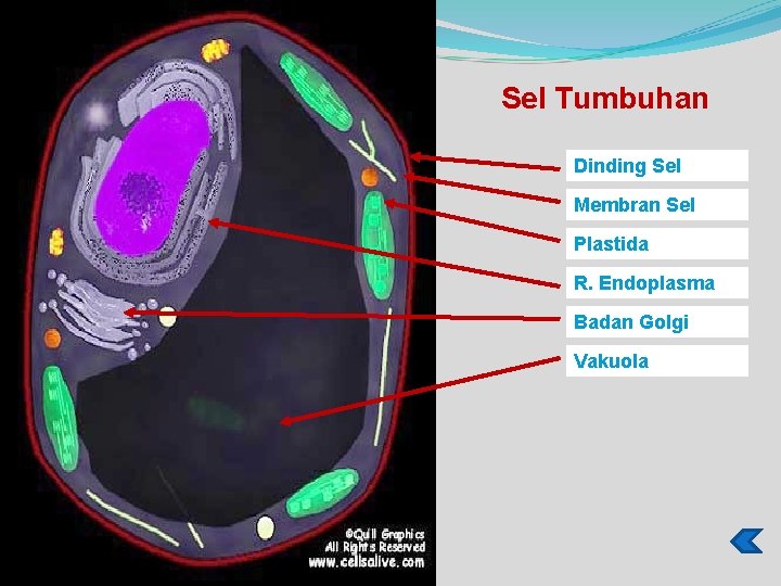 Sel Tumbuhan Dinding Sel Membran Sel Plastida R. Endoplasma Badan Golgi Vakuola 