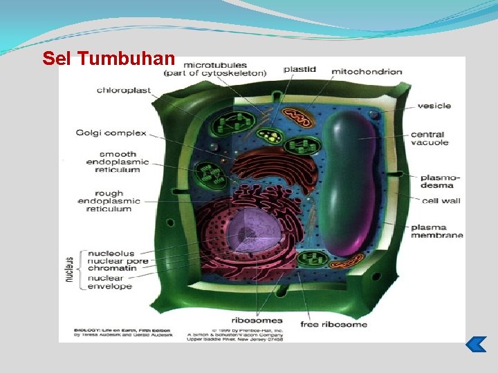 Sel Tumbuhan 
