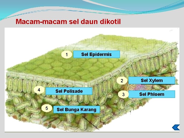 Macam-macam sel daun dikotil 1 Sel Epidermis 2 4 Sel Polisade 5 Sel Bunga
