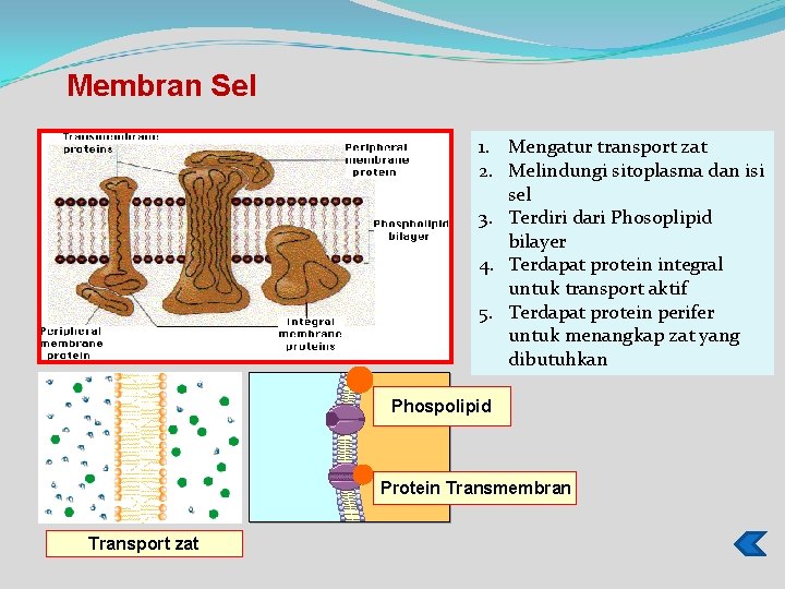 Membran Sel 1. Mengatur transport zat 2. Melindungi sitoplasma dan isi sel 3. Terdiri