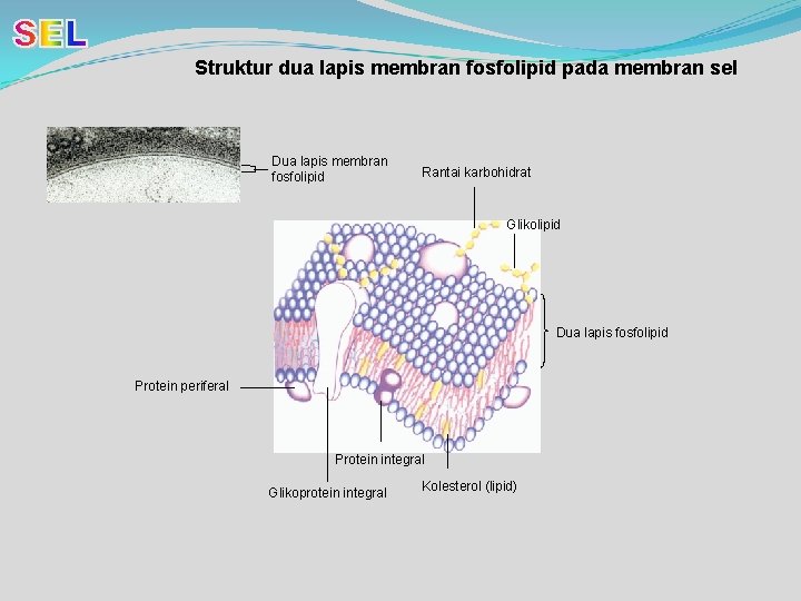 Struktur dua lapis membran fosfolipid pada membran sel Dua lapis membran fosfolipid Rantai karbohidrat
