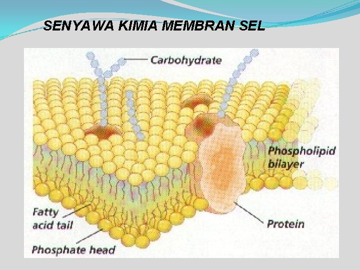 SENYAWA KIMIA MEMBRAN SEL 