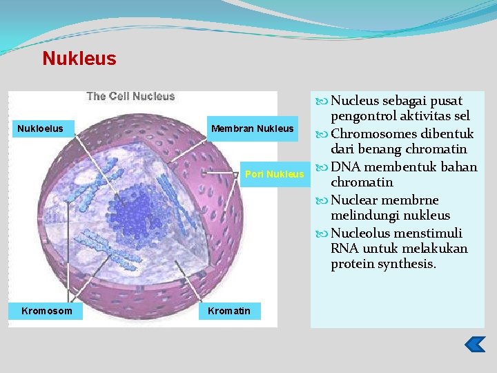 Nukleus Nukloelus Membran Nukleus Pori Nukleus Kromosom Kromatin Nucleus sebagai pusat pengontrol aktivitas sel