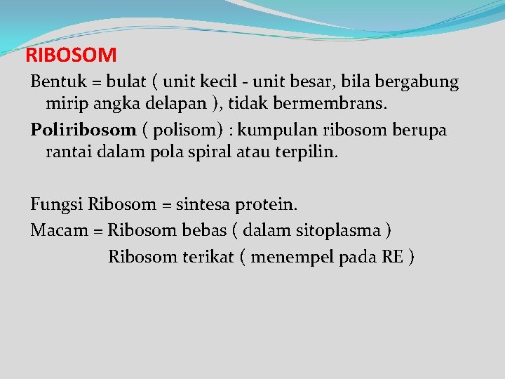 RIBOSOM Bentuk = bulat ( unit kecil - unit besar, bila bergabung mirip angka