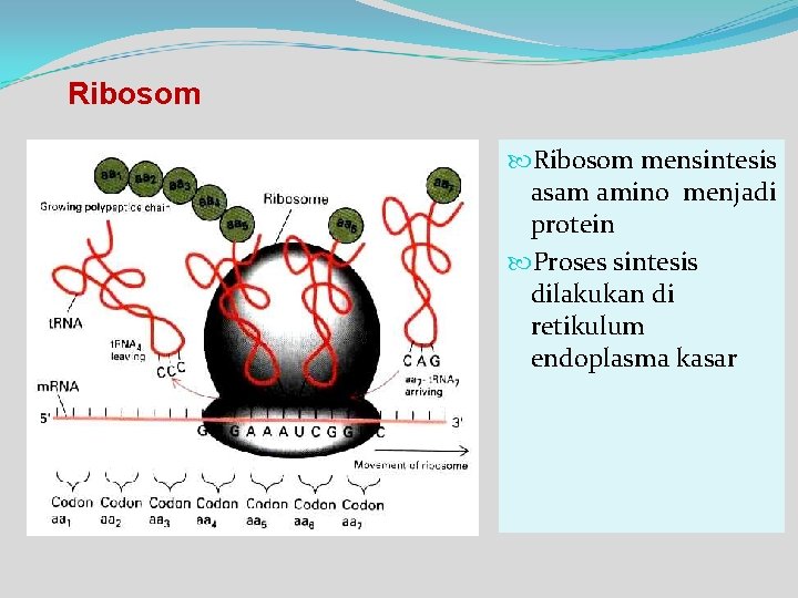Ribosom mensintesis asam amino menjadi protein Proses sintesis dilakukan di retikulum endoplasma kasar 