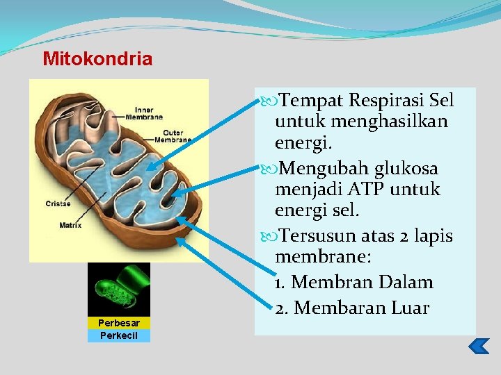 Mitokondria Perbesar Perkecil Tempat Respirasi Sel untuk menghasilkan energi. Mengubah glukosa menjadi ATP untuk