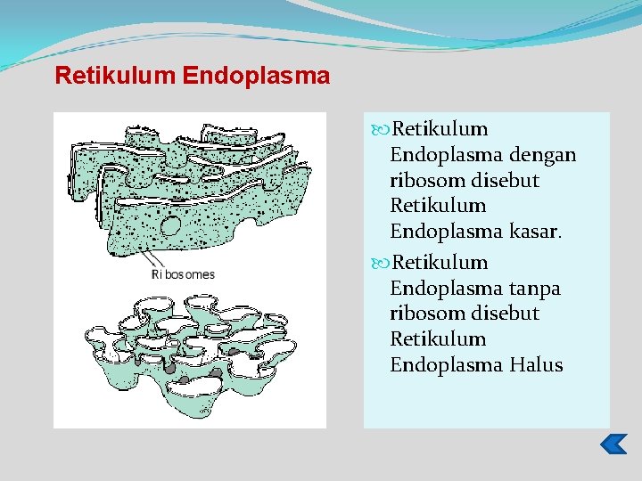 Retikulum Endoplasma dengan ribosom disebut Retikulum Endoplasma kasar. Retikulum Endoplasma tanpa ribosom disebut Retikulum