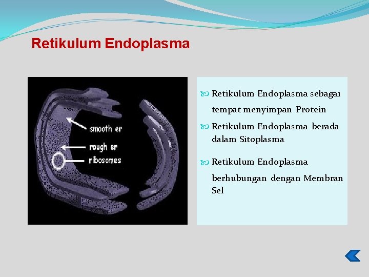 Retikulum Endoplasma sebagai tempat menyimpan Protein Retikulum Endoplasma berada dalam Sitoplasma Retikulum Endoplasma berhubungan