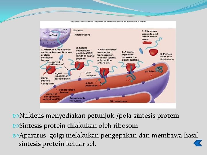  Nukleus menyediakan petunjuk /pola sintesis protein Sintesis protein dilakukan oleh ribosom Aparatus golgi