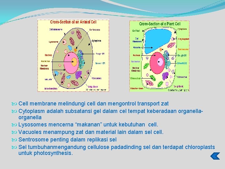  Cell membrane melindungi cell dan mengontrol transport zat Cytoplasm adalah subsatansi gel dalam