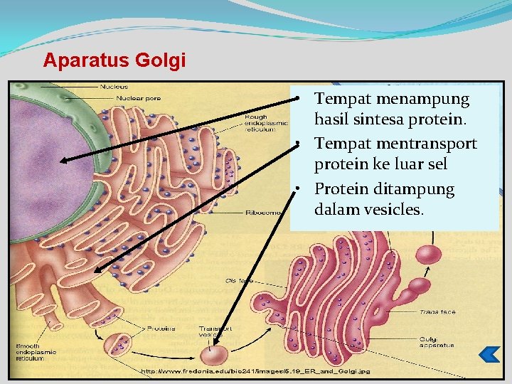 Aparatus Golgi • Tempat menampung hasil sintesa protein. • Tempat mentransport protein ke luar