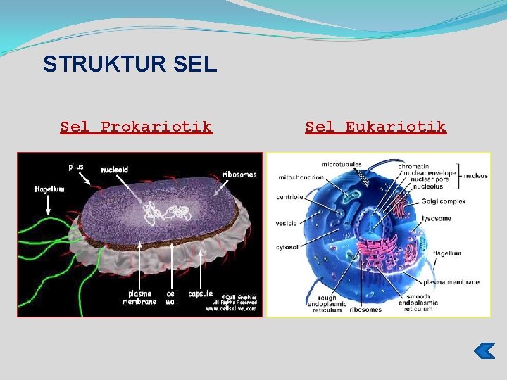 STRUKTUR SEL Sel Prokariotik Sel Eukariotik 