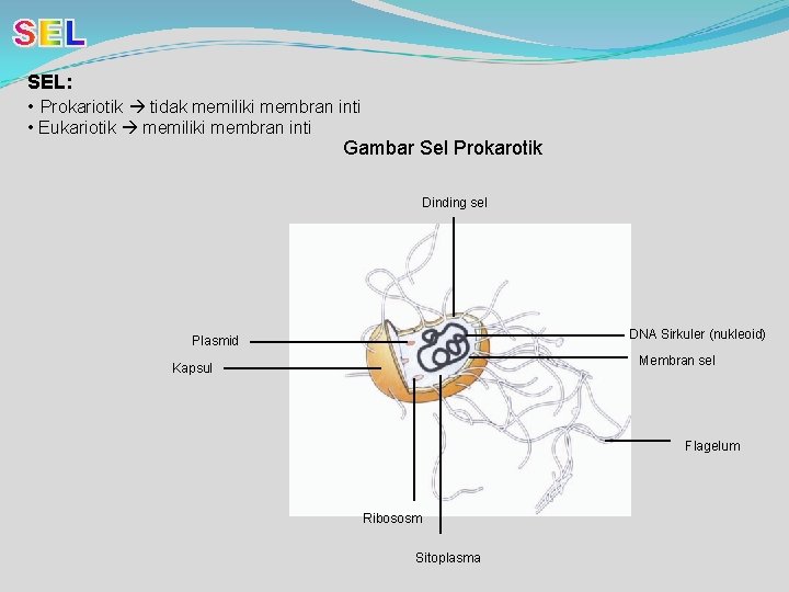 SEL: • Prokariotik tidak memiliki membran inti • Eukariotik memiliki membran inti Gambar Sel