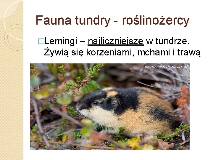 Fauna tundry - roślinożercy �Lemingi – najliczniejsze w tundrze. Żywią się korzeniami, mchami i