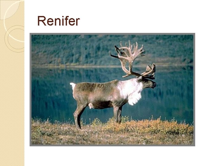 Renifer 