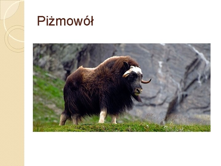 Piżmowół 