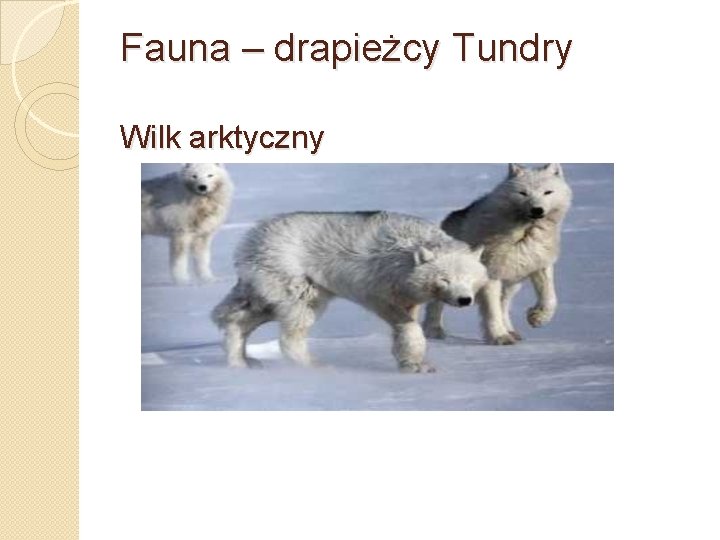 Fauna – drapieżcy Tundry Wilk arktyczny 