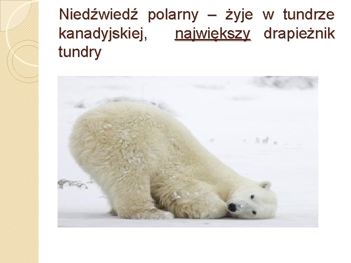 Niedźwiedź polarny – żyje w tundrze kanadyjskiej, największy drapieżnik tundry 