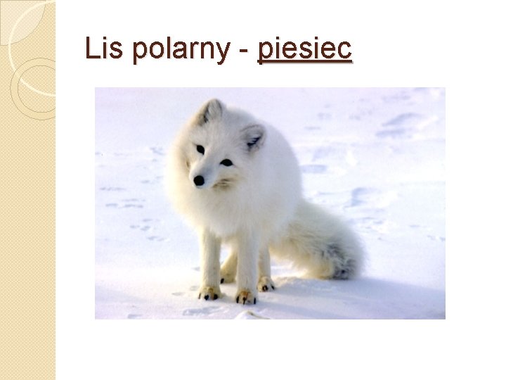 Lis polarny - piesiec 