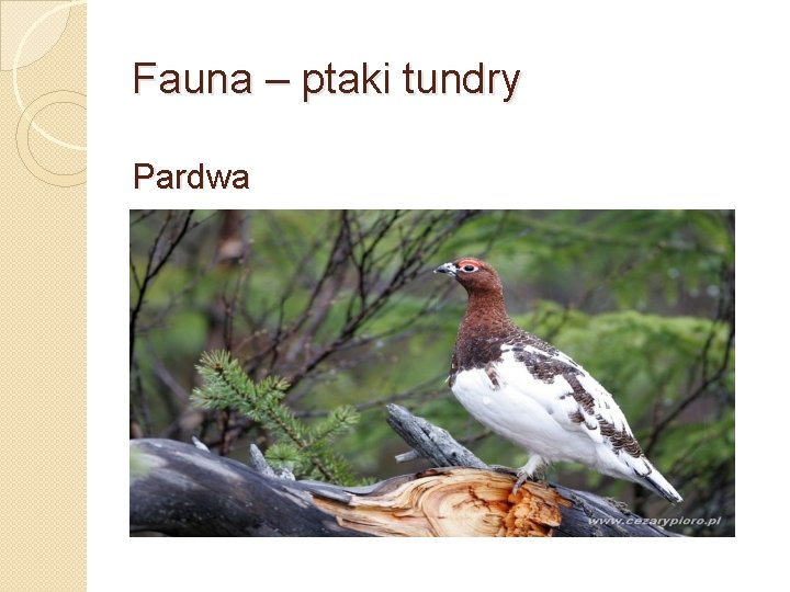 Fauna – ptaki tundry Pardwa 
