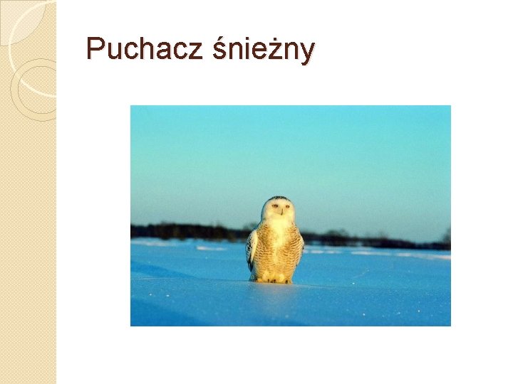 Puchacz śnieżny 