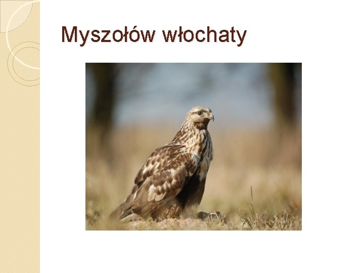 Myszołów włochaty 