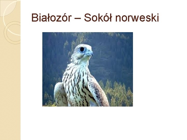 Białozór – Sokół norweski 