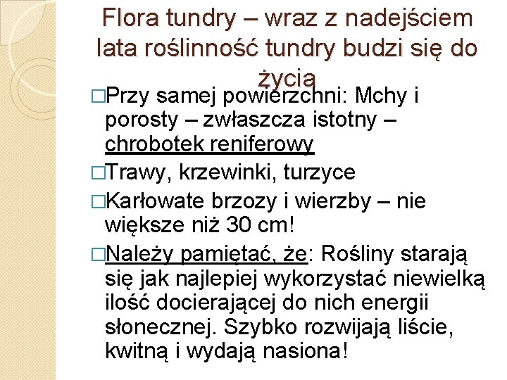 Flora tundry – wraz z nadejściem lata roślinność tundry budzi się do życia �Przy