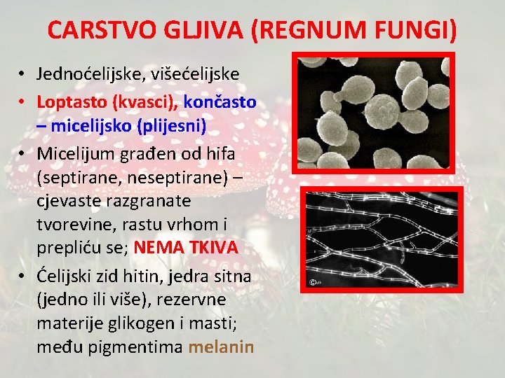 CARSTVO GLJIVA (REGNUM FUNGI) • Jednoćelijske, višećelijske • Loptasto (kvasci), končasto – micelijsko (plijesni)