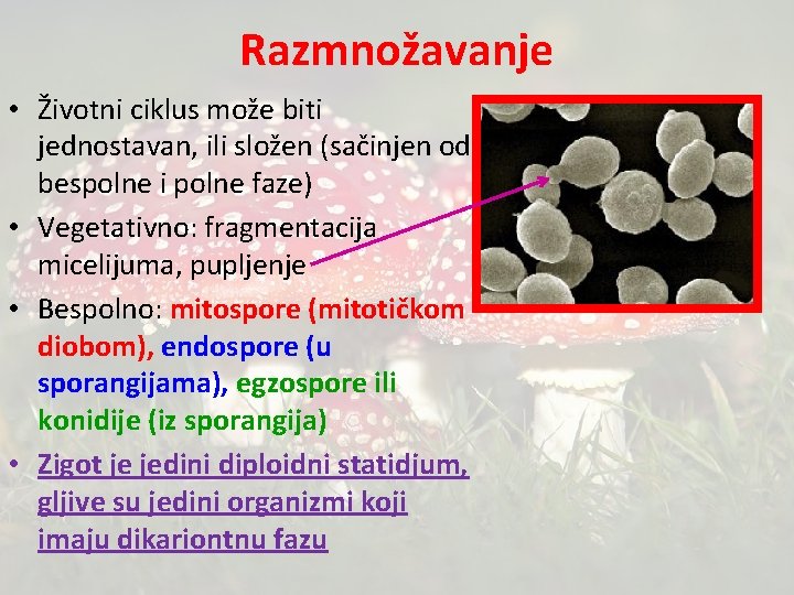 Razmnožavanje • Životni ciklus može biti jednostavan, ili složen (sačinjen od bespolne i polne