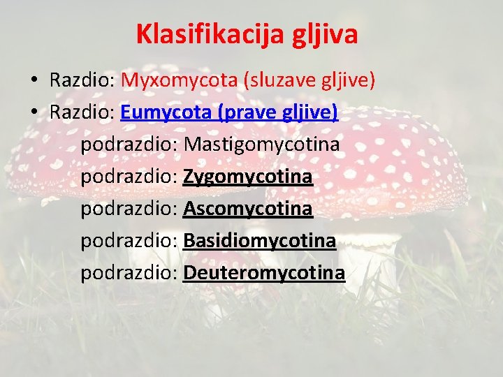 Klasifikacija gljiva • Razdio: Myxomycota (sluzave gljive) • Razdio: Eumycota (prave gljive) podrazdio: Mastigomycotina