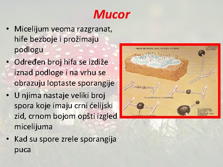 Mucor • Micelijum veoma razgranat, hife bezboje i prožimaju podlogu • Određen broj hifa