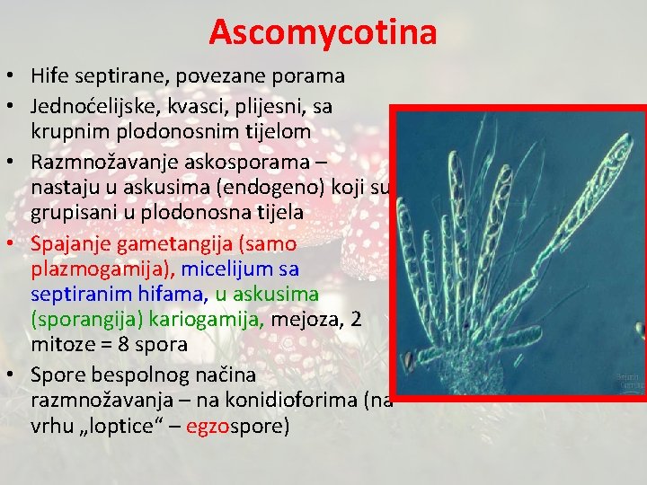 Ascomycotina • Hife septirane, povezane porama • Jednoćelijske, kvasci, plijesni, sa krupnim plodonosnim tijelom