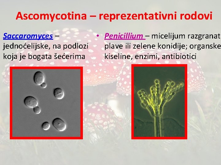 Ascomycotina – reprezentativni rodovi • Penicillium – micelijum razgranat; Saccaromyces – plave ili zelene