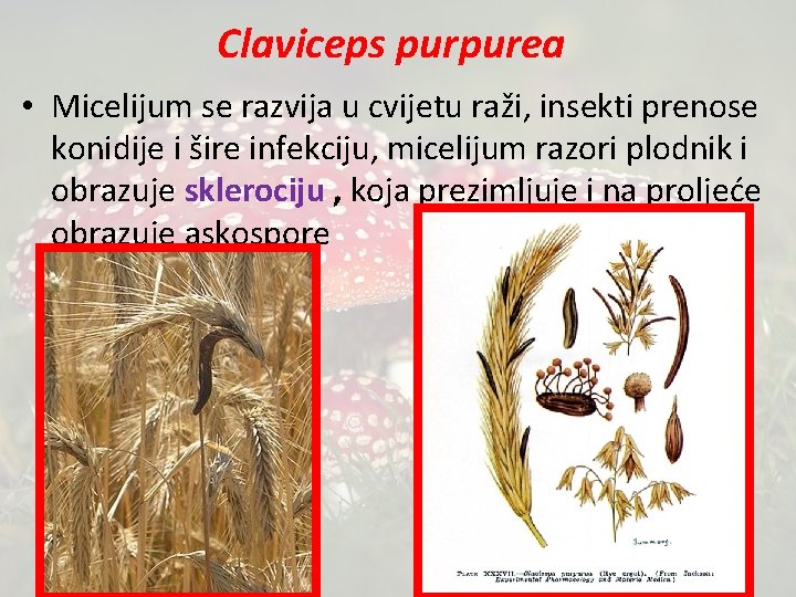 Claviceps purpurea • Micelijum se razvija u cvijetu raži, insekti prenose konidije i šire
