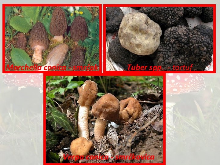 Morchella conica - smrčak Tuber spp. - tartuf Verpa conica - smrčkovica 