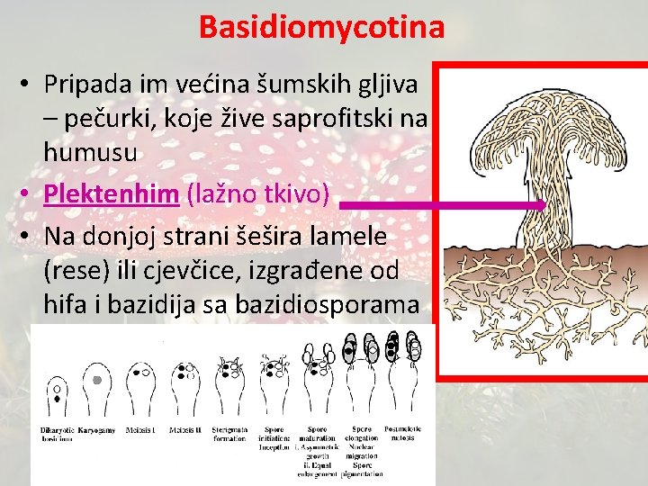 Basidiomycotina • Pripada im većina šumskih gljiva – pečurki, koje žive saprofitski na humusu