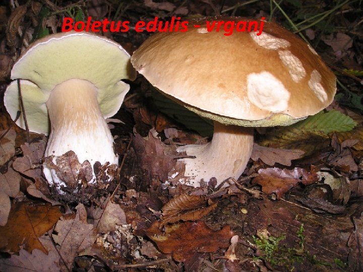 Boletus edulis - vrganj 