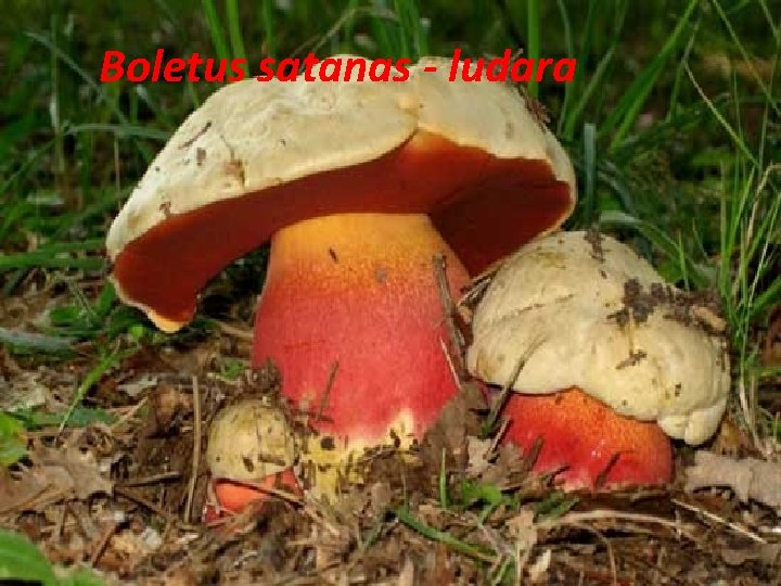 Boletus satanas - ludara 