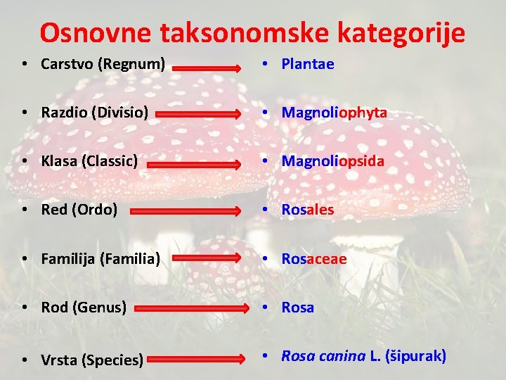 Osnovne taksonomske kategorije • Carstvo (Regnum) • Plantae • Razdio (Divisio) • Magnoliophyta •