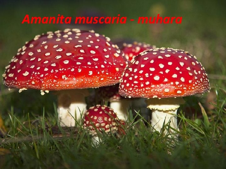 Amanita muscaria - muhara 