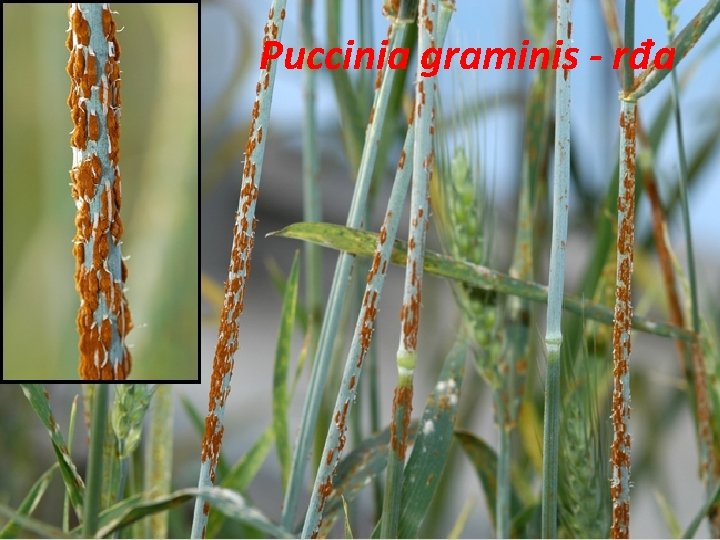 Puccinia graminis - rđa 